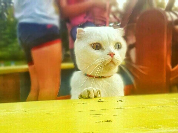 Кошечка