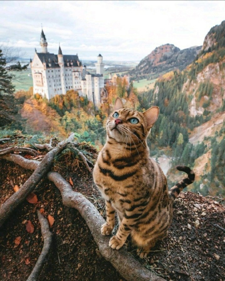 castle cat