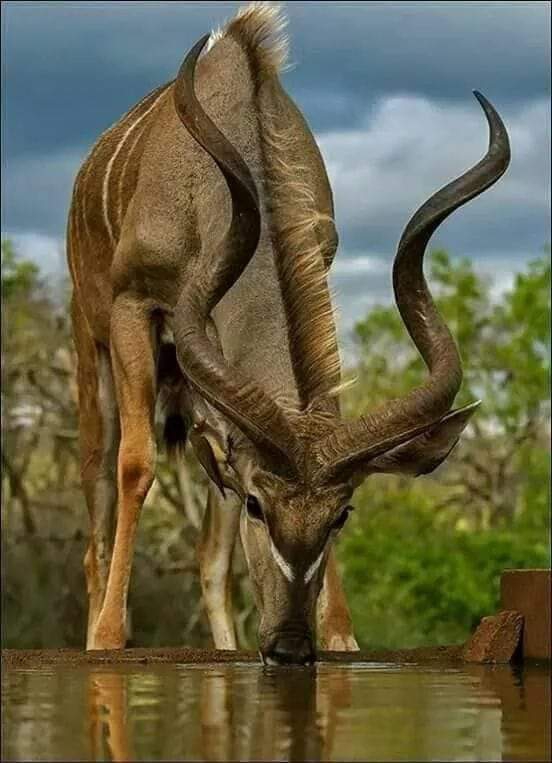 kudu