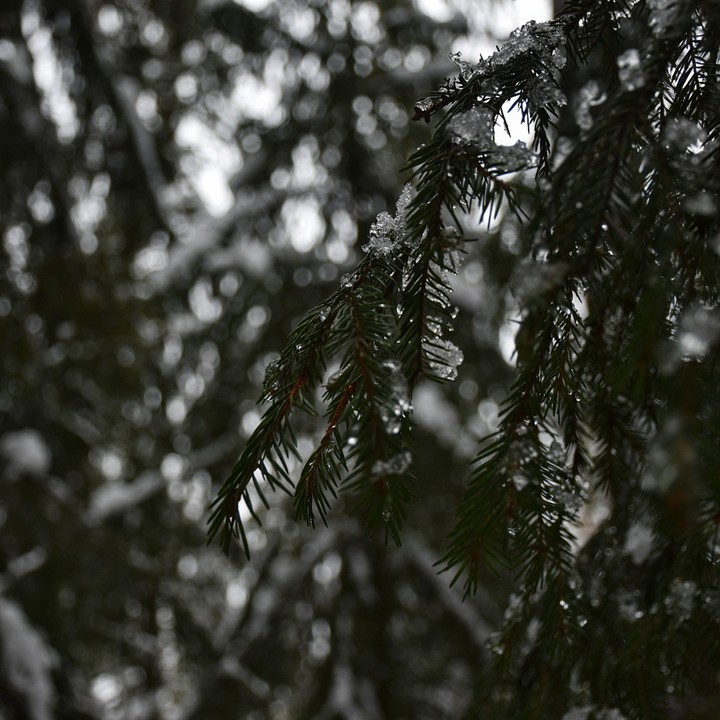 Winter drops