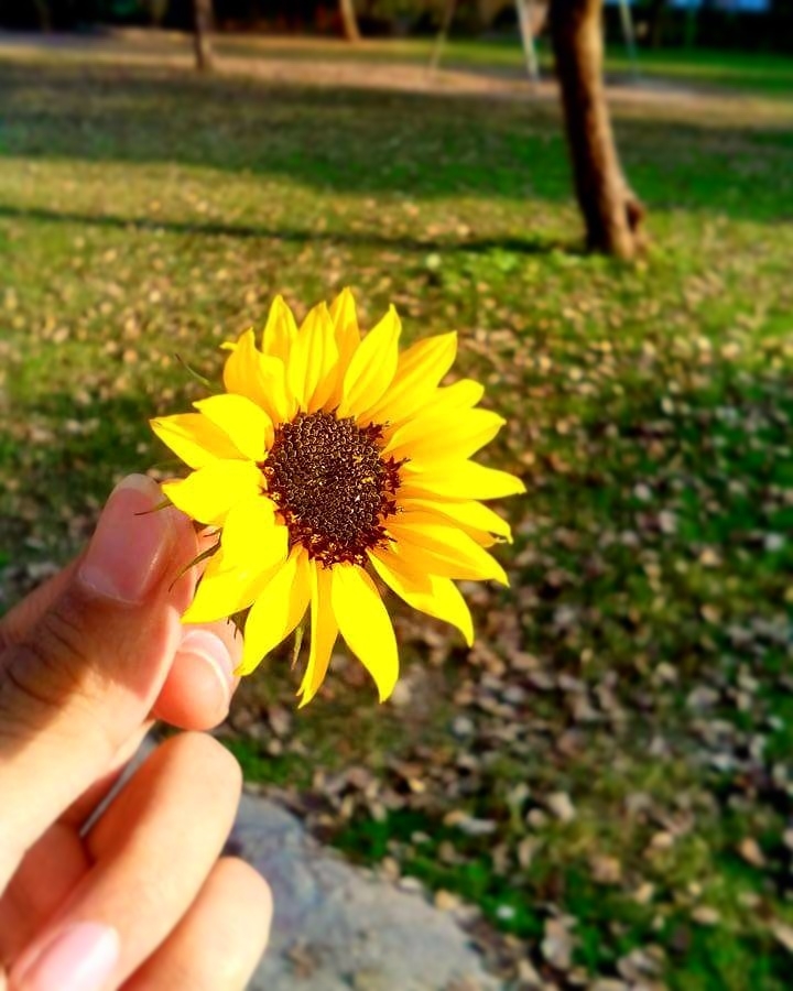 Sunflower