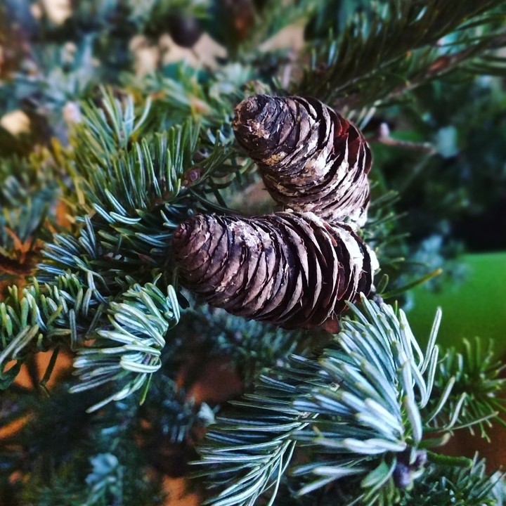 christmas tree