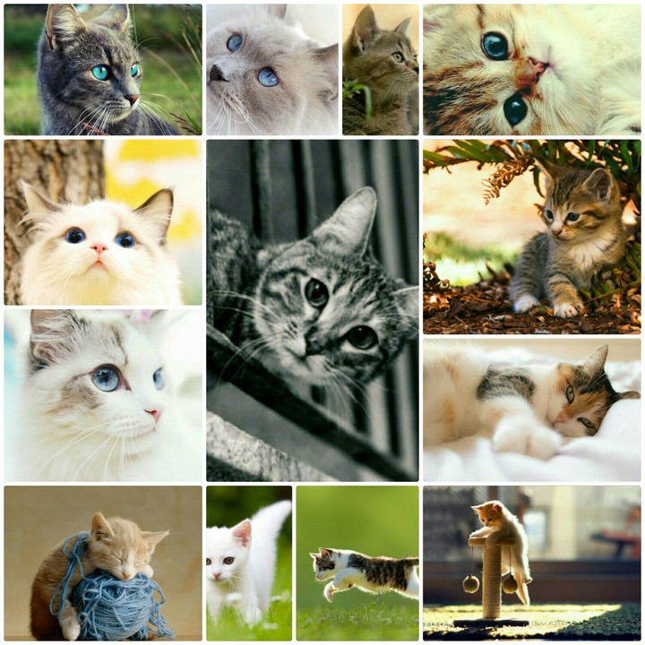 gatitos college