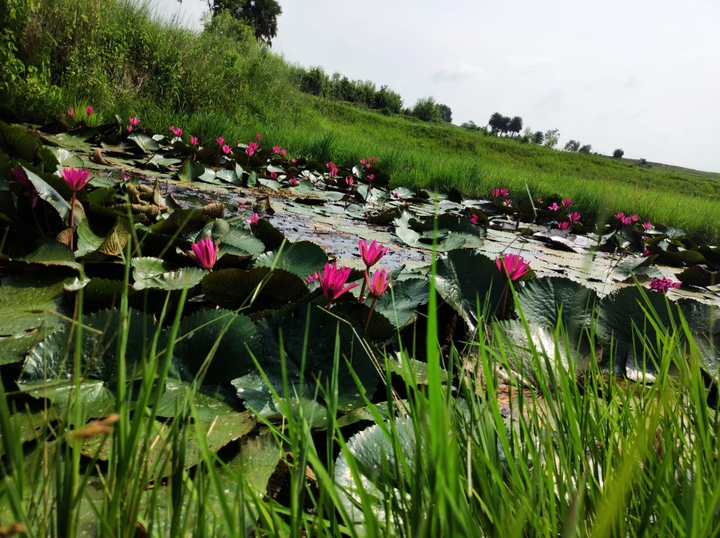 lotas