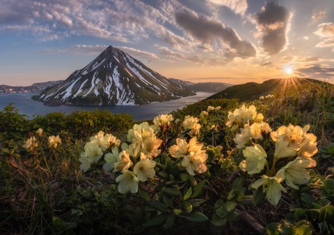 flowers, Volcano achtergronden