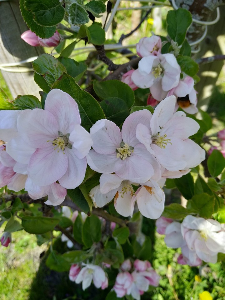 spring apple flower