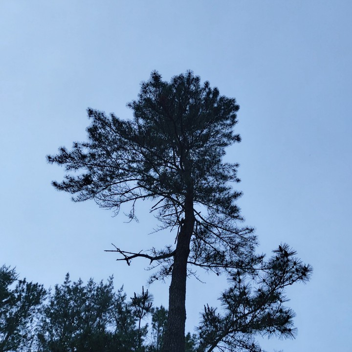 소나무
