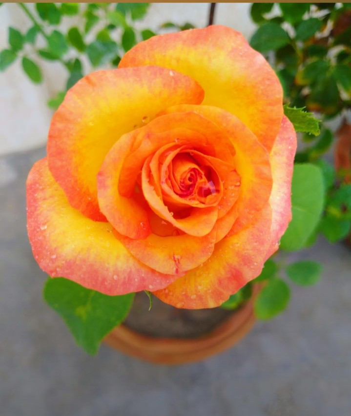 rose
