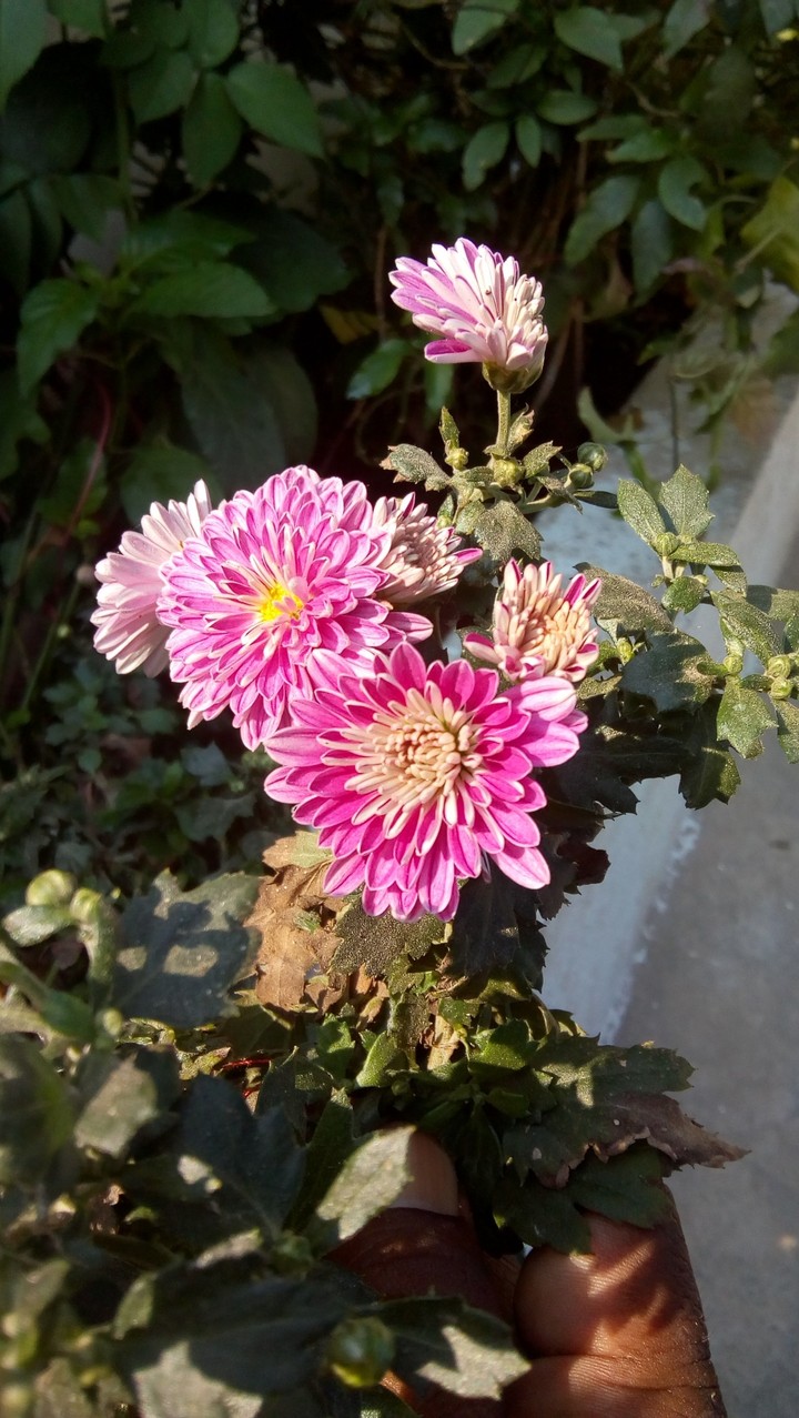 flower chamanti