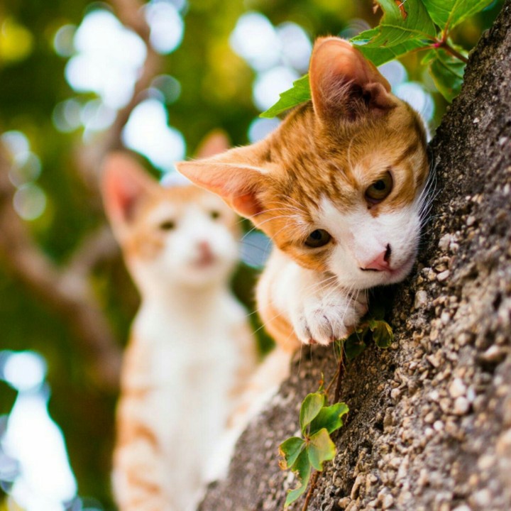 Kittens