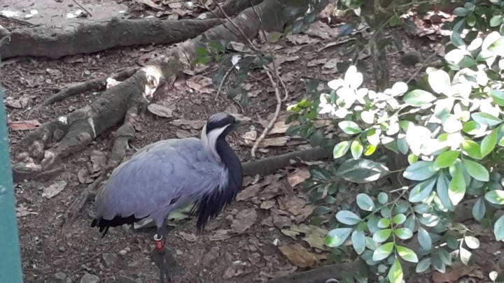 Bird
