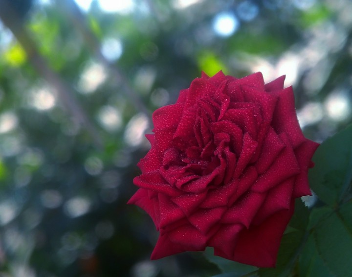 rose