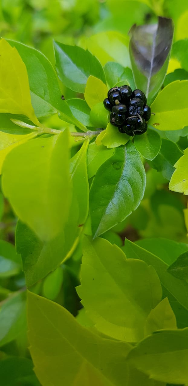 berry