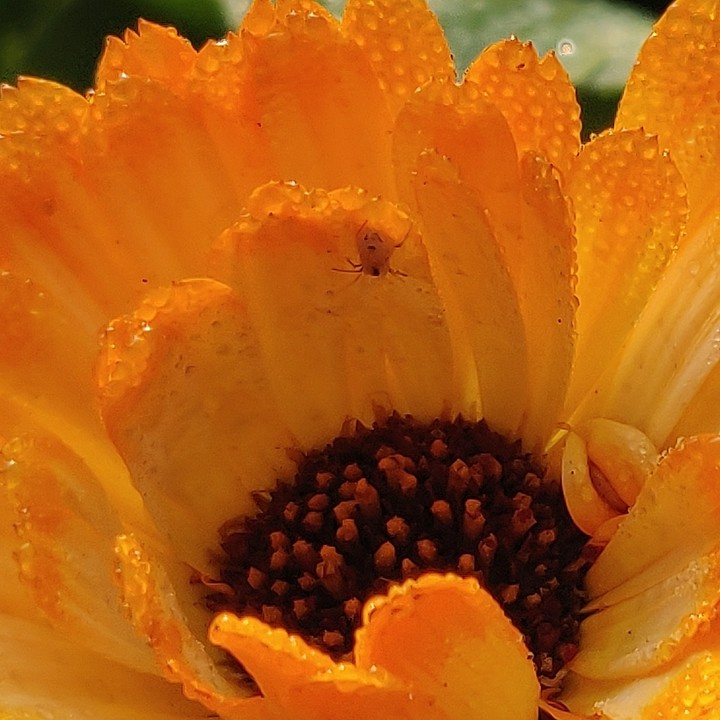 Bug bugging on flower