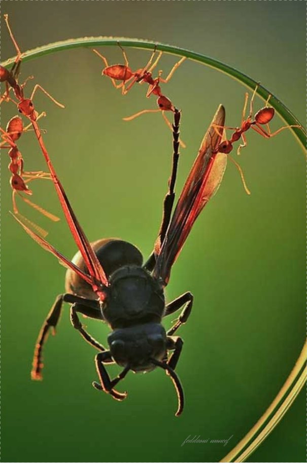 insect