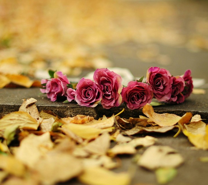 rose