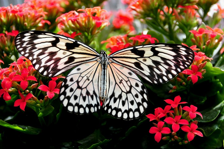 butterfly