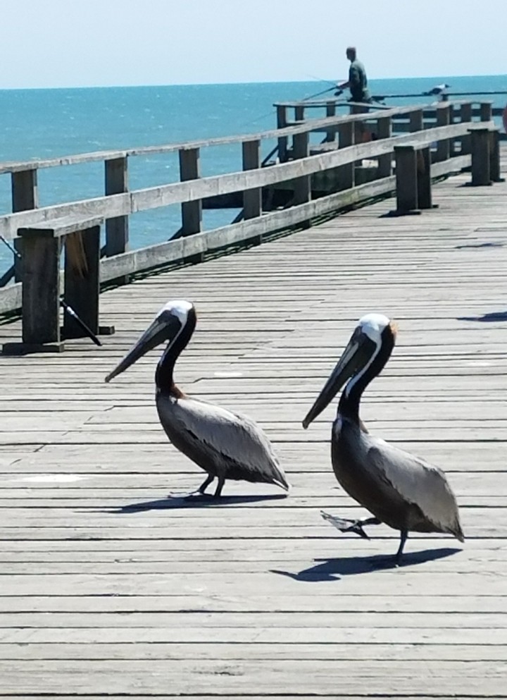 Pelicans on pier.