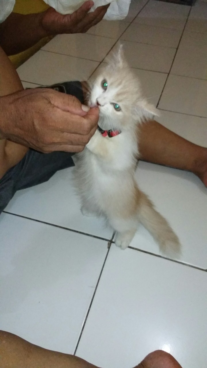 Enno