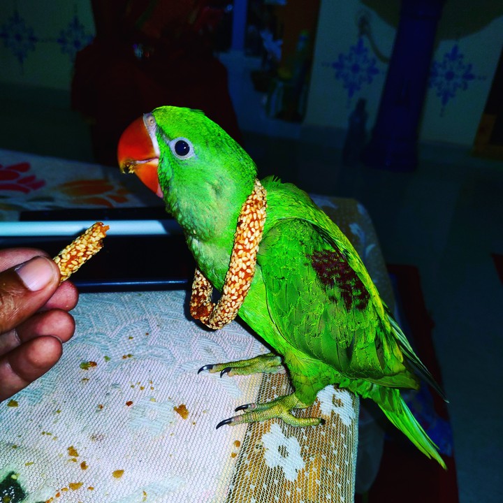 parrot