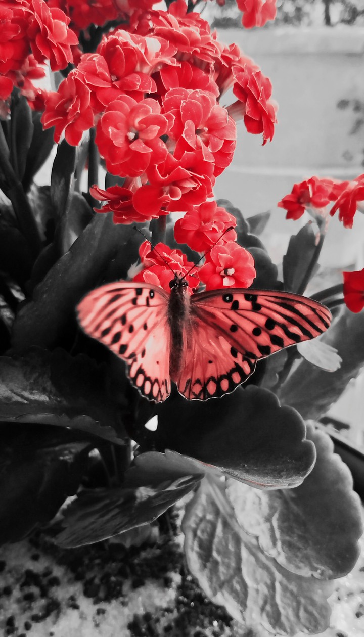 borboleta