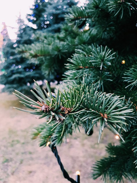 christmas tree