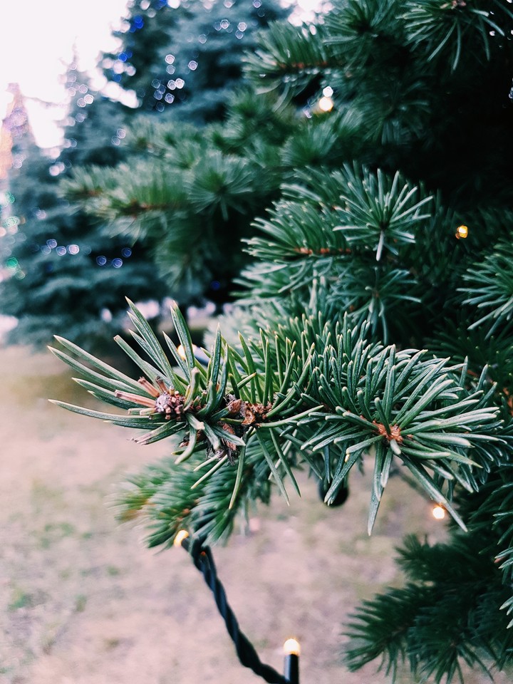 christmas tree