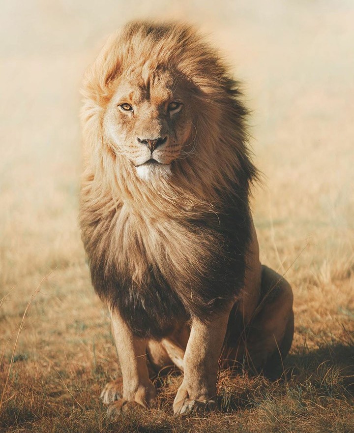 African lion ?