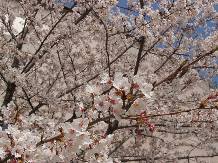 桜