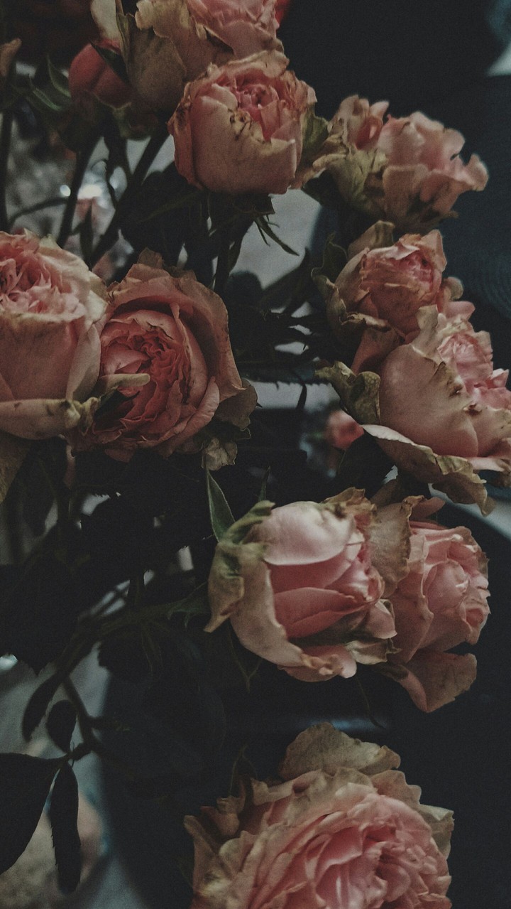 roses pt.two
