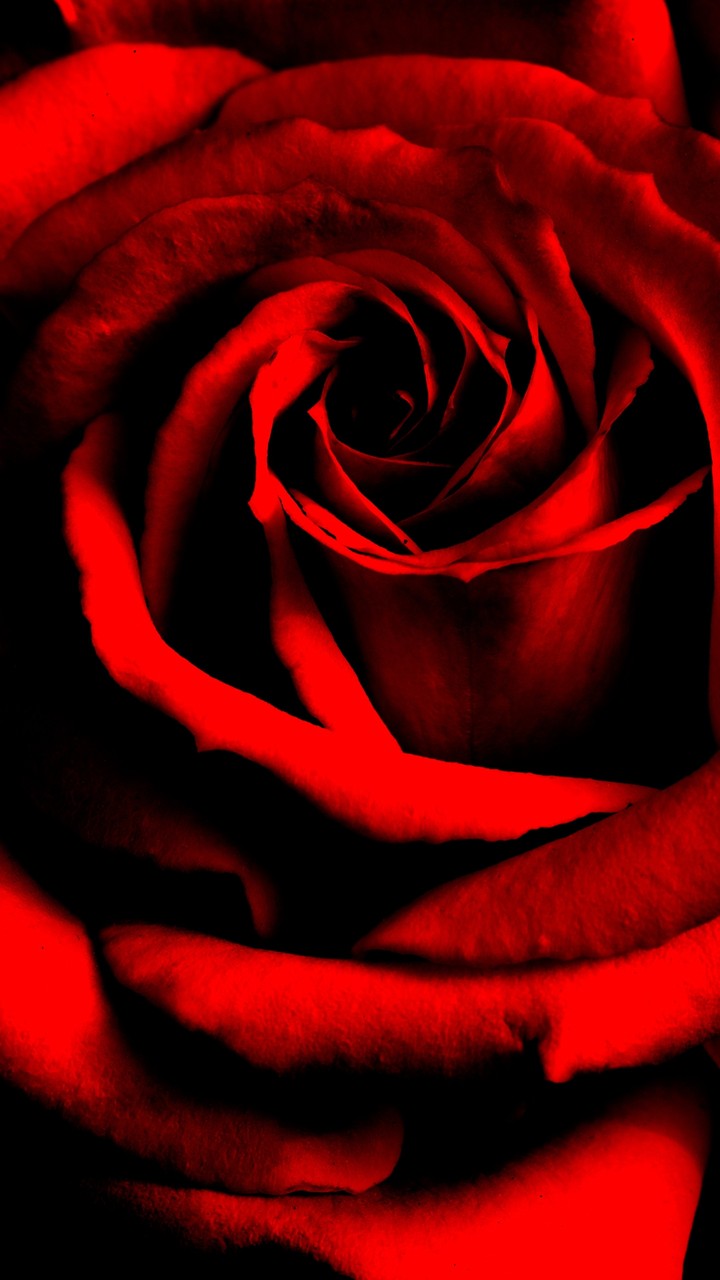 Redly Red Rose