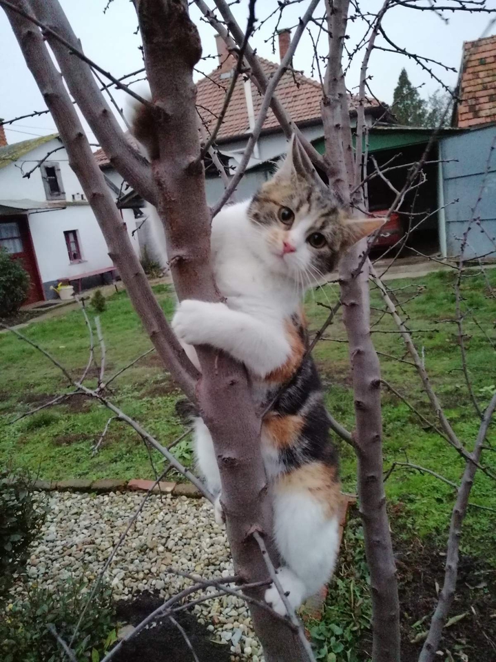 cat