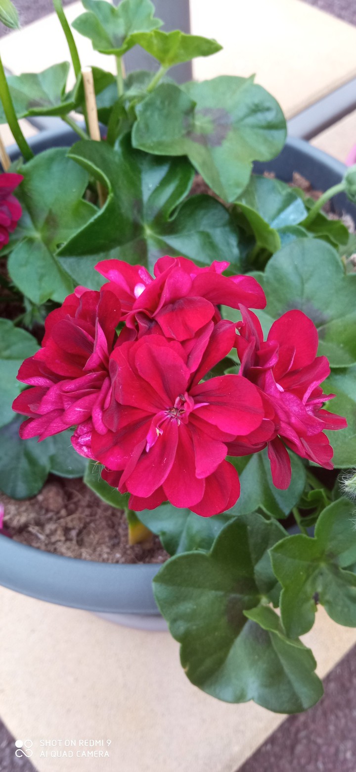 fleure
