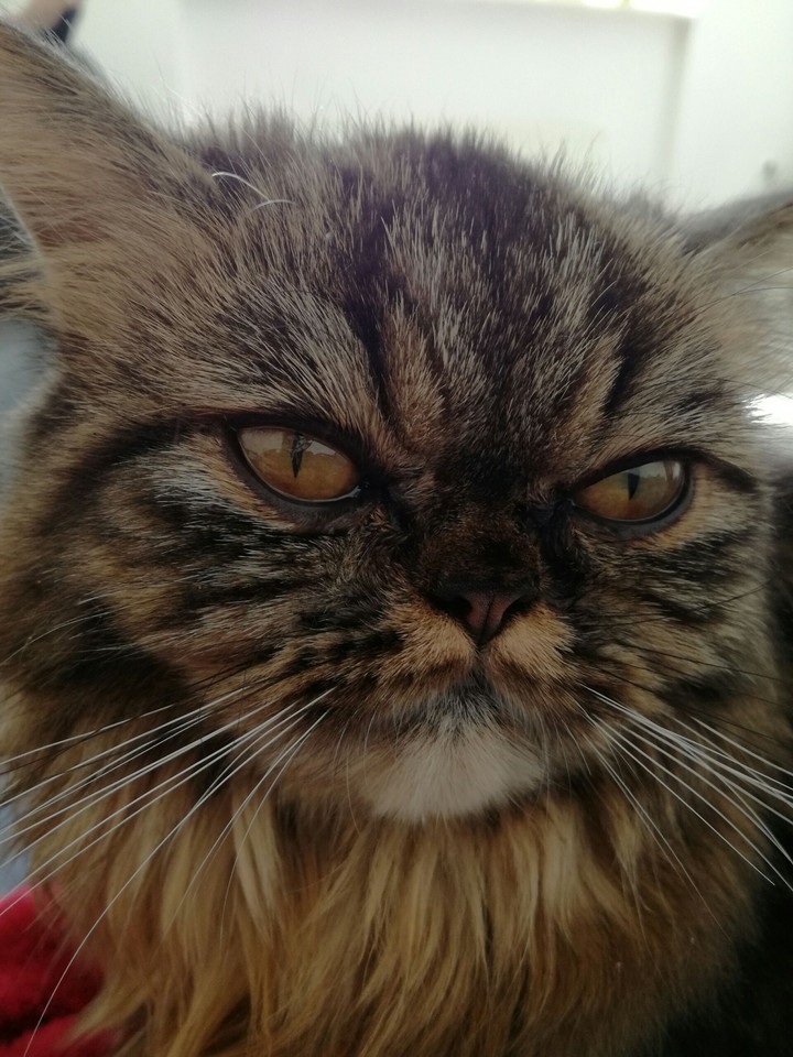 cat