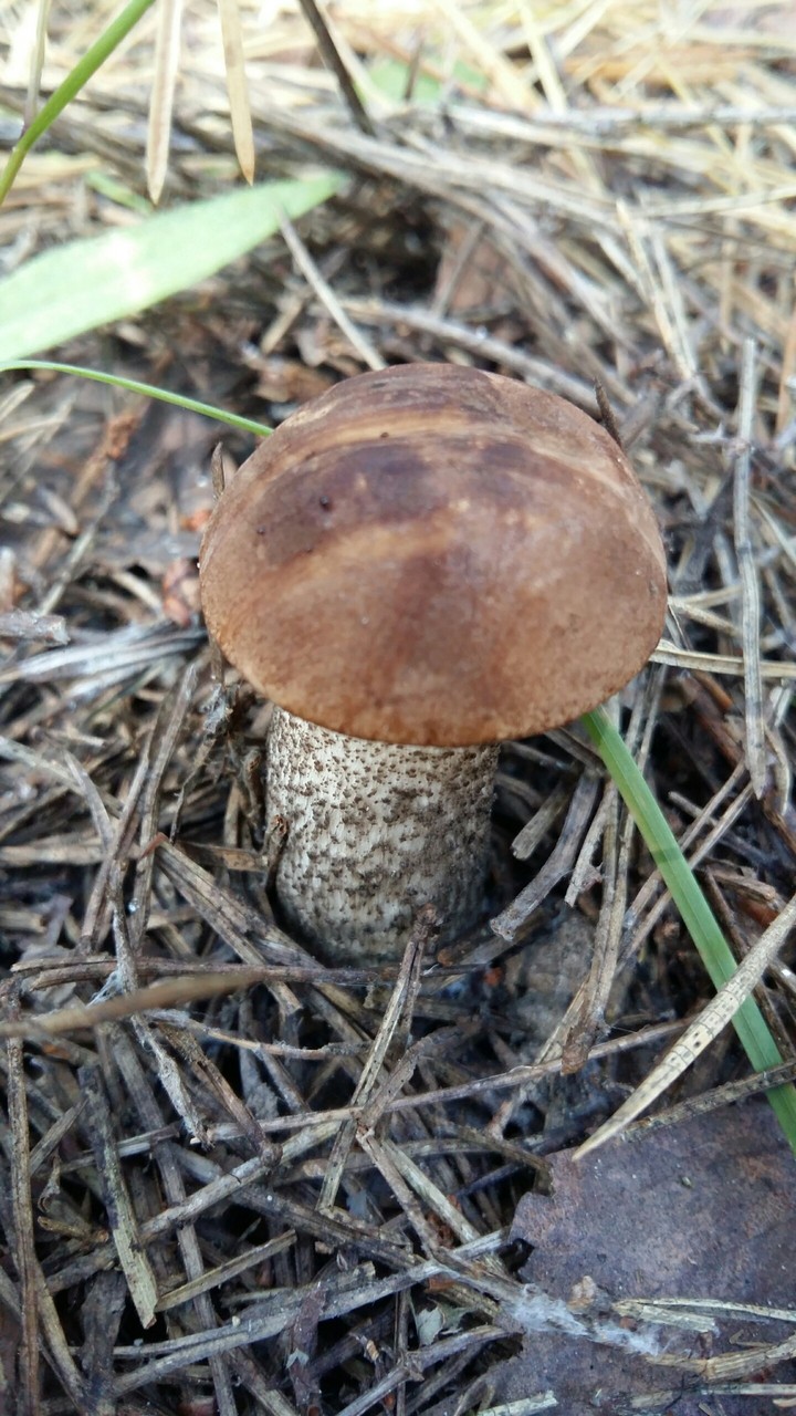 Small mushroom