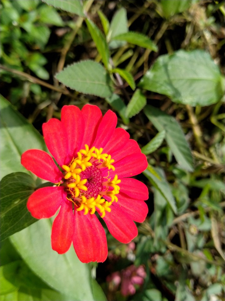 flower