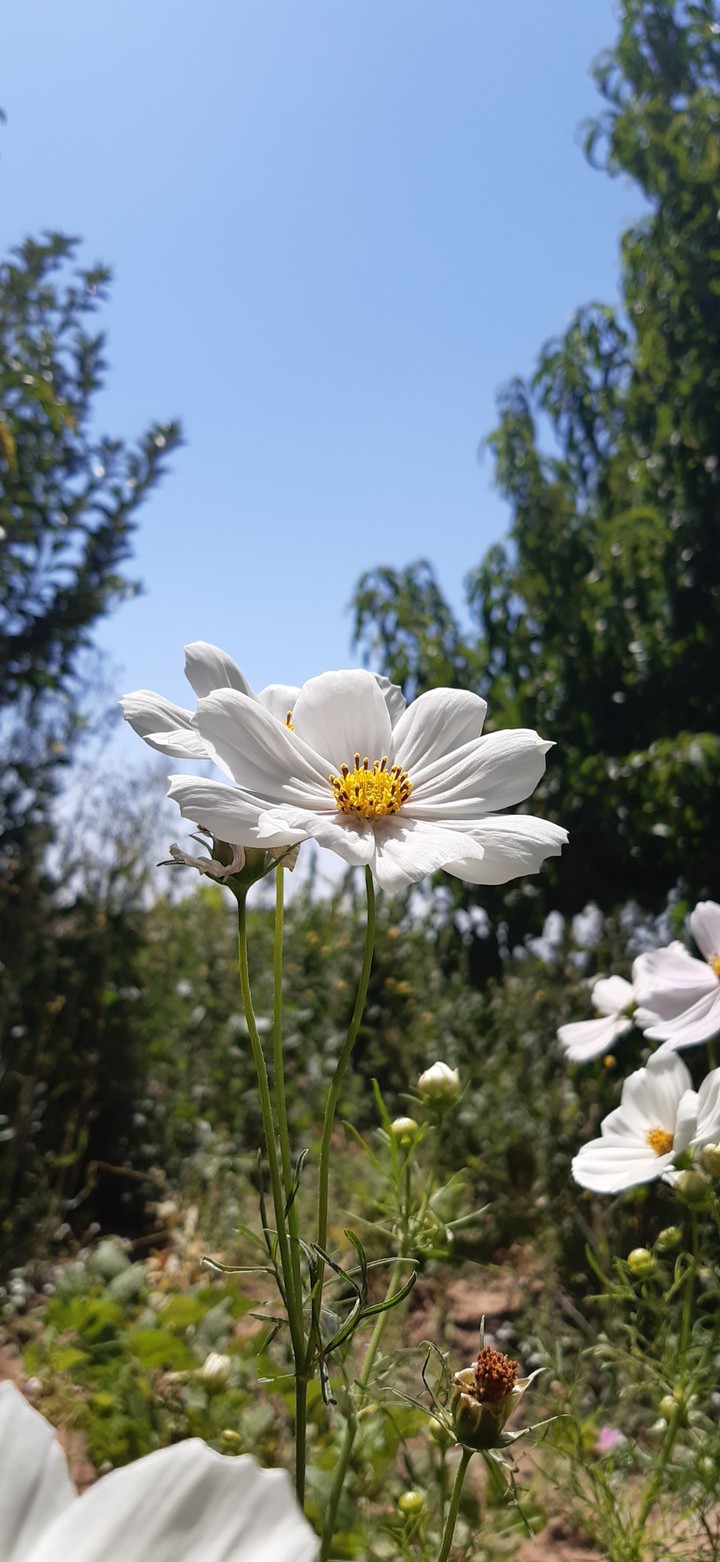 flower