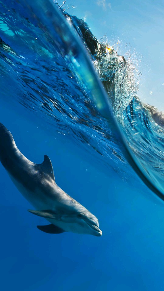 Dolphin