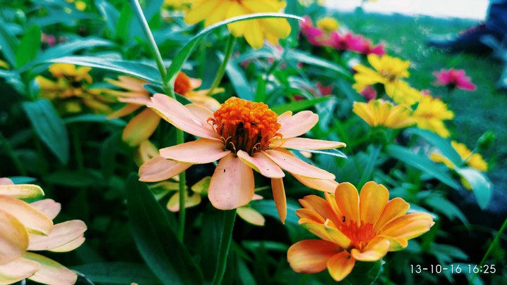 flower
