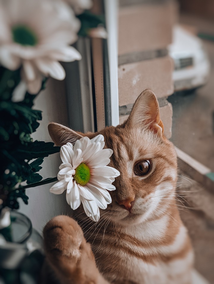 cat
