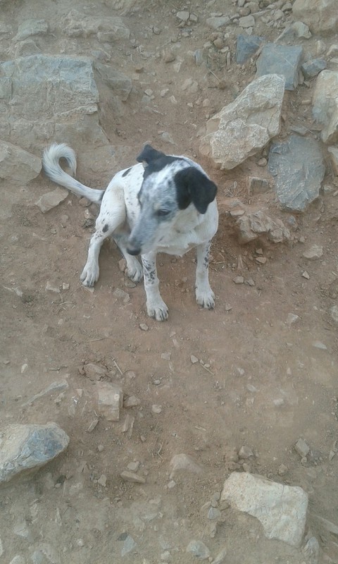 dog