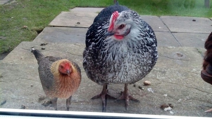 chickens