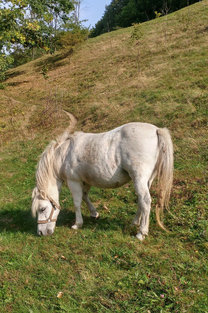 Konik