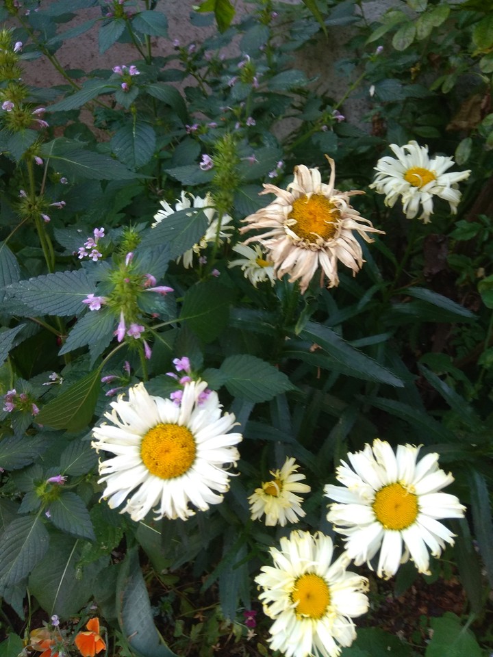 margaritte
