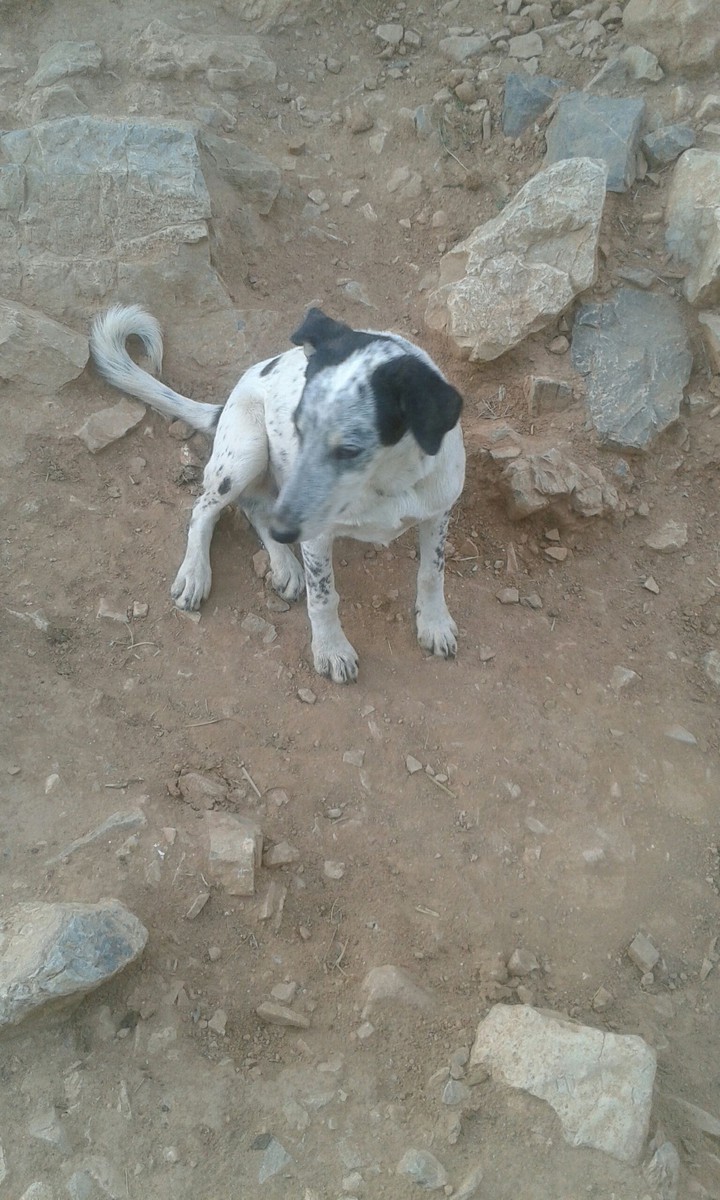 dog
