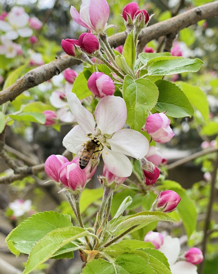 bee