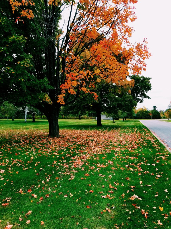 The leaves are changing