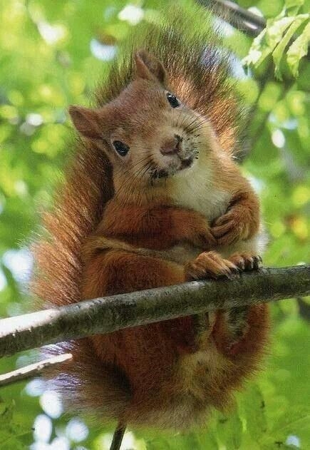 squirrel