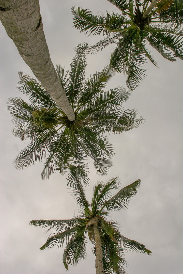 Palm tree
