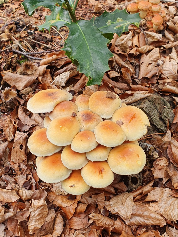 mushroom